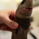 Cookiecutter shark.